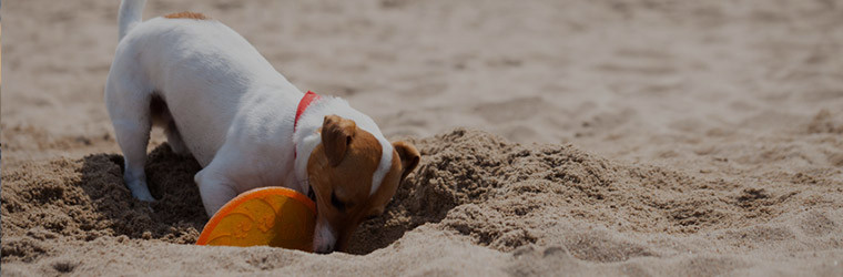 Hund im Sand